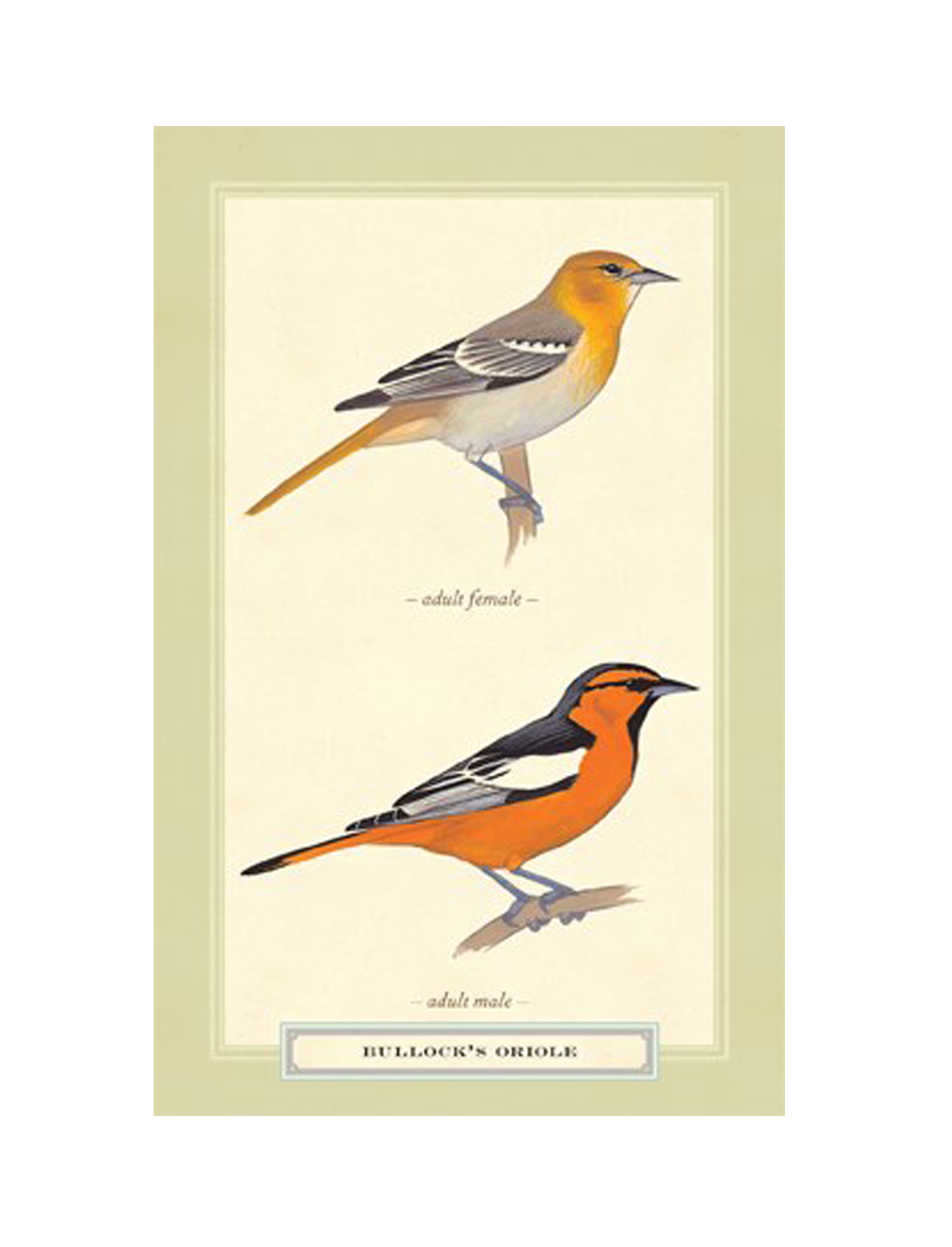 מארז 100 גלויות: Sibley Backyard Birding