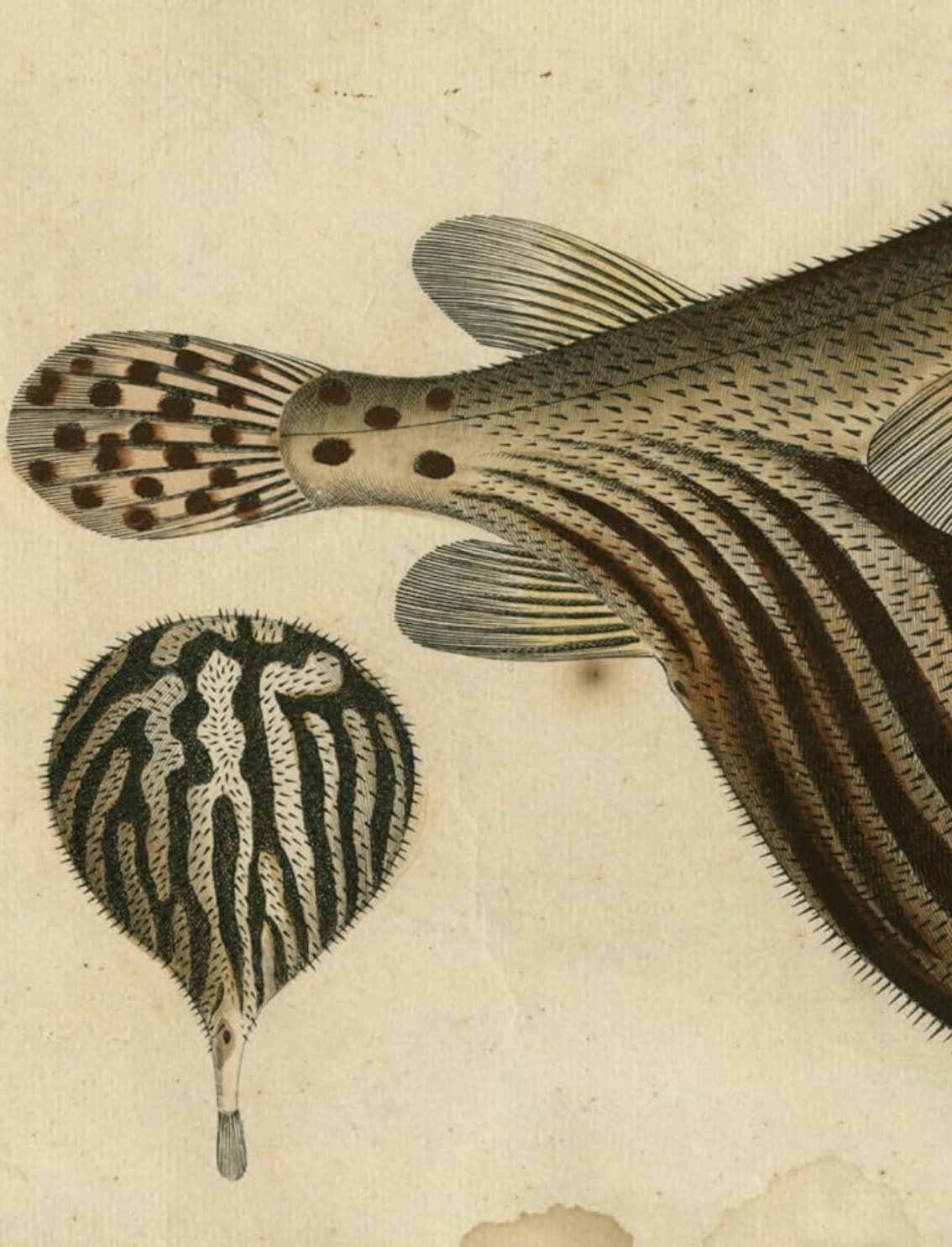 ספר מדבקות מאוירות John Derian 2