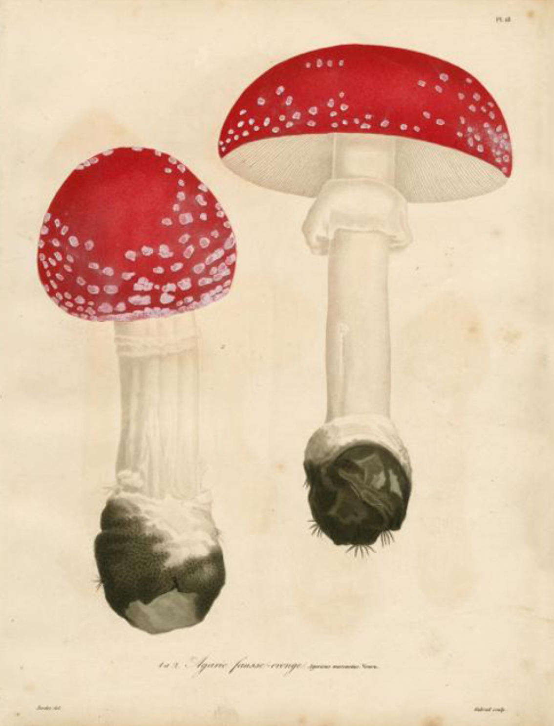 ספר מדבקות מאוירות John Derian 2