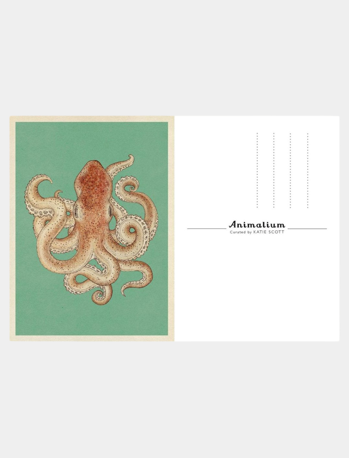מארז גלויות Animalium