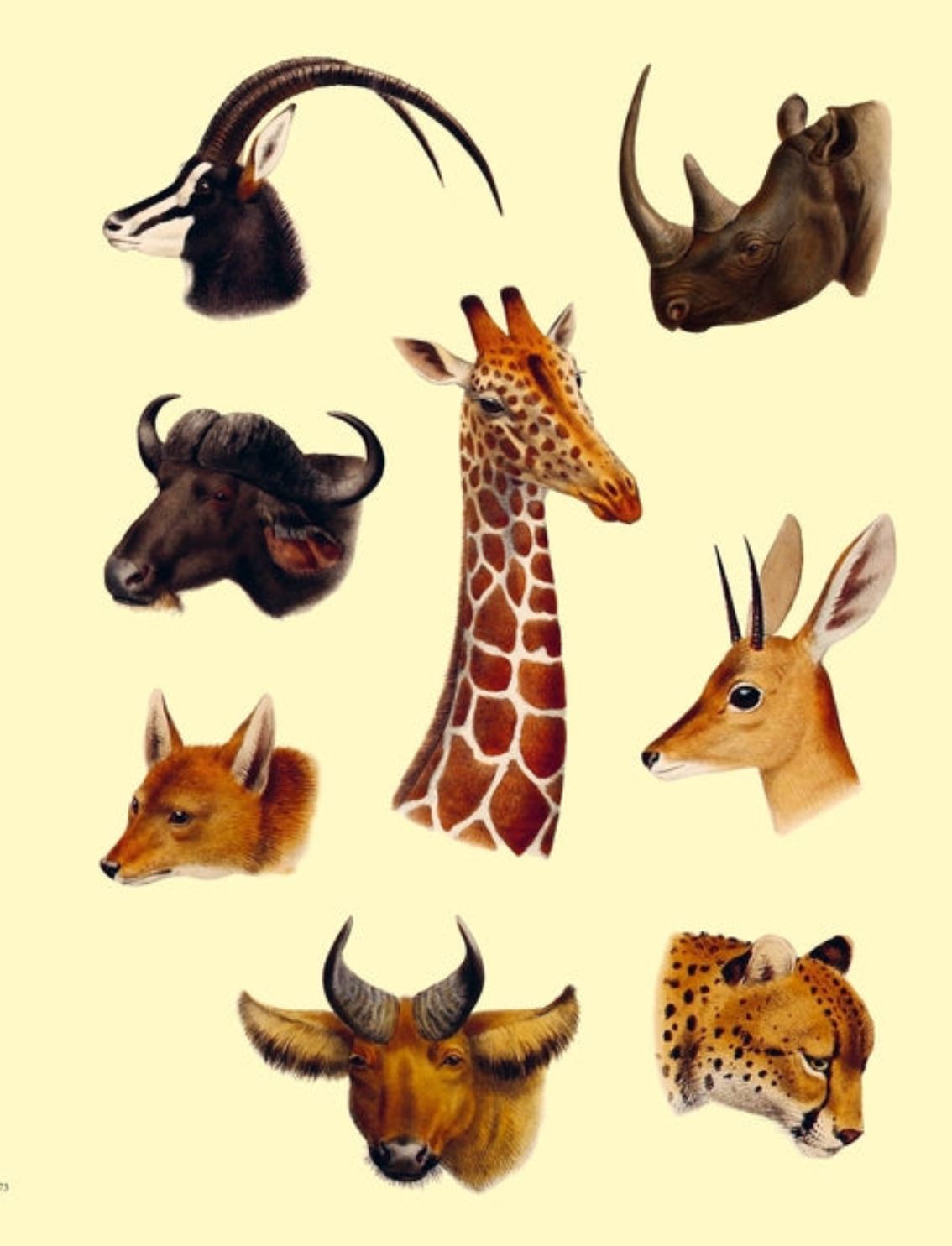 ספר מדבקות Extraordinary Things