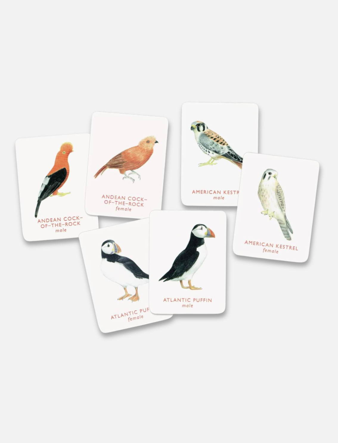 משחק זיכרון Match a Pair of Birds