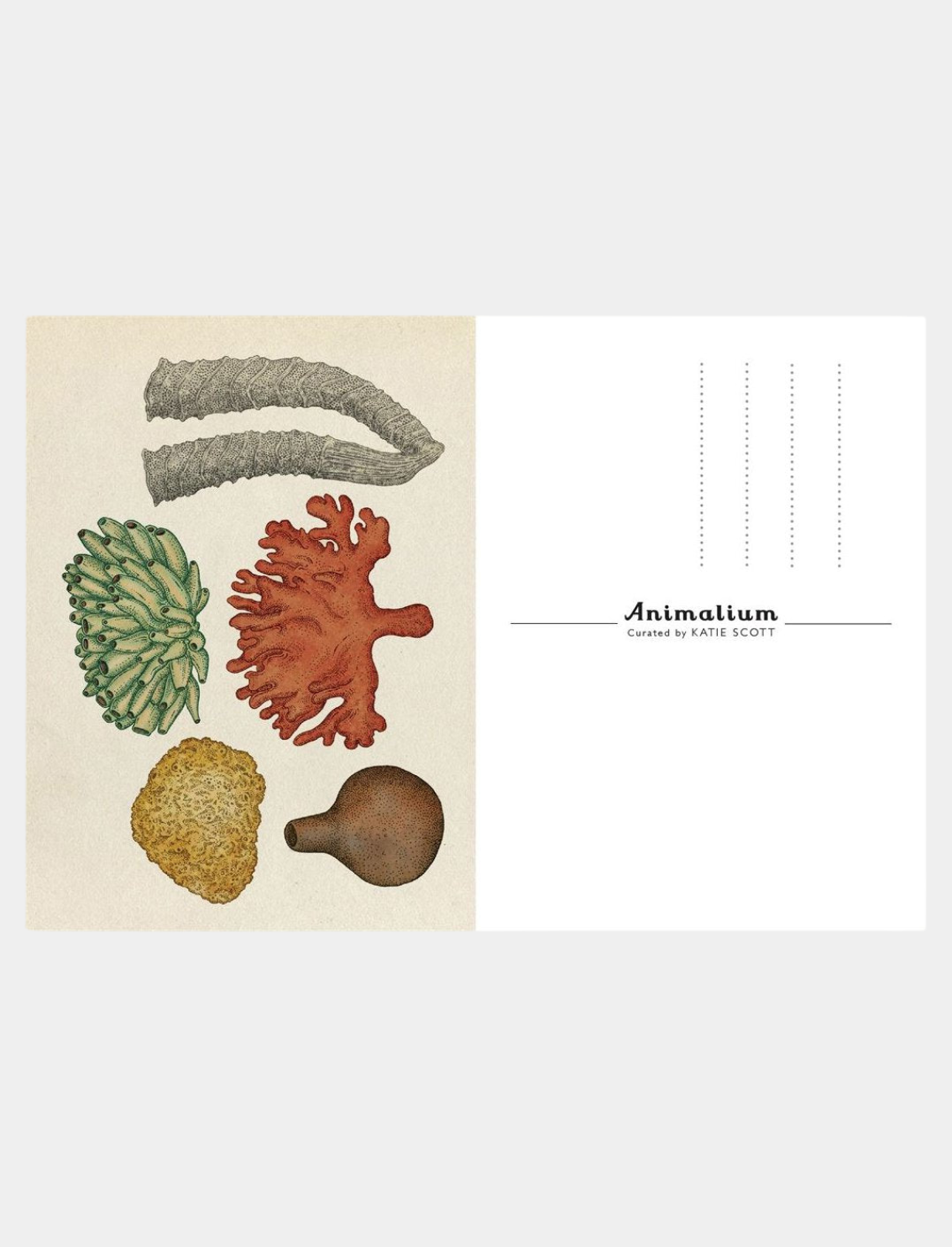מארז גלויות Animalium