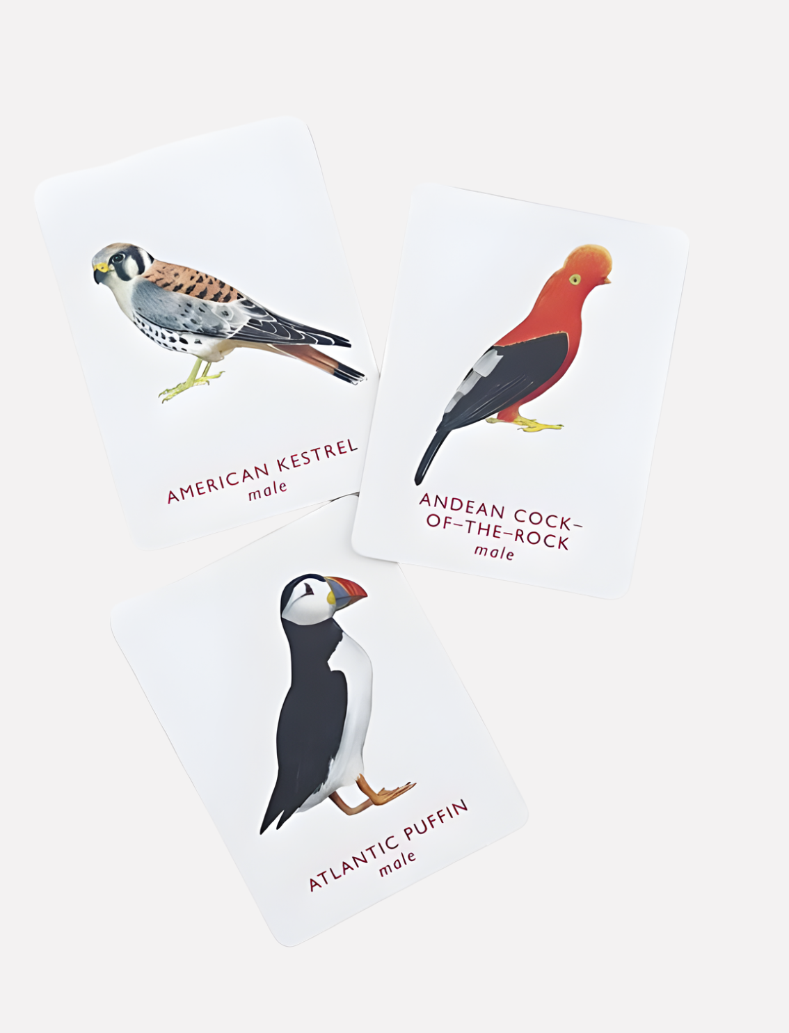 משחק זיכרון Match a Pair of Birds