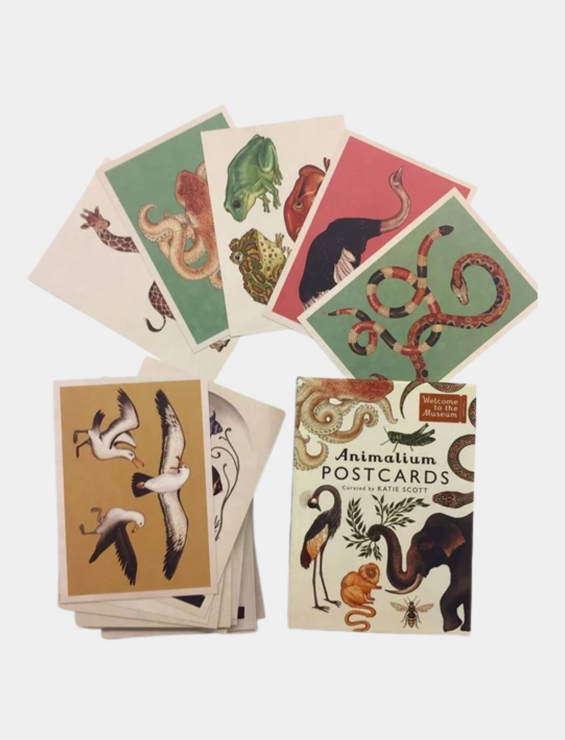 מארז גלויות Animalium