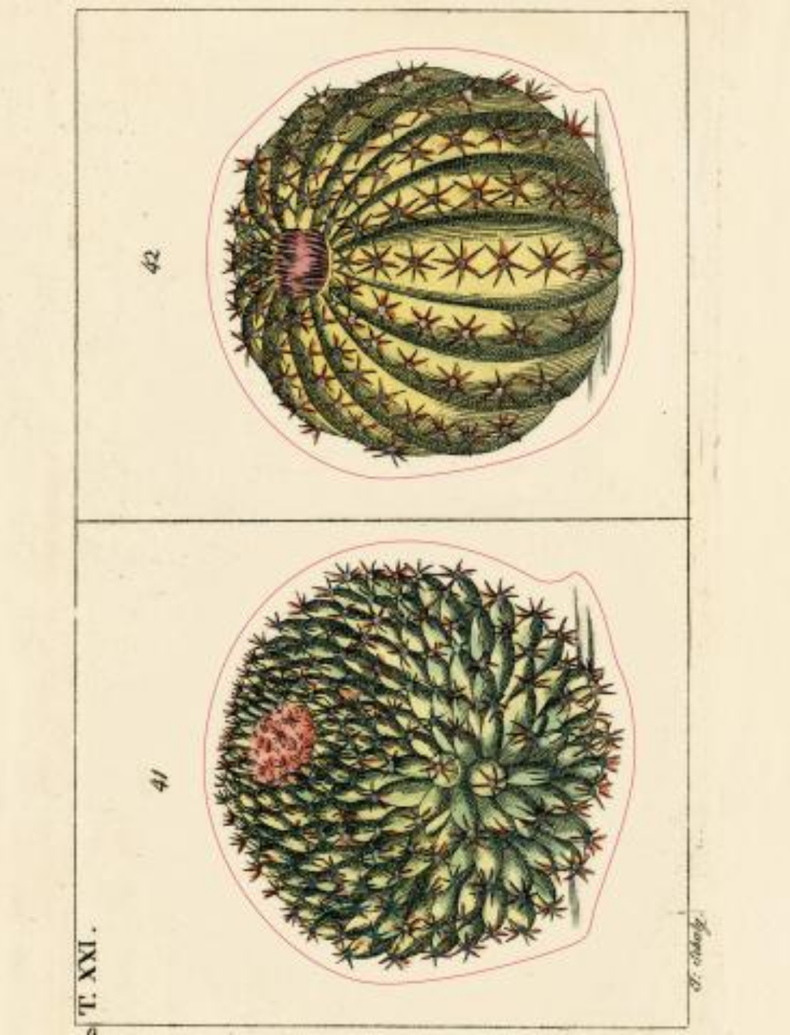 ספר מדבקות מאוירות John Derian 2