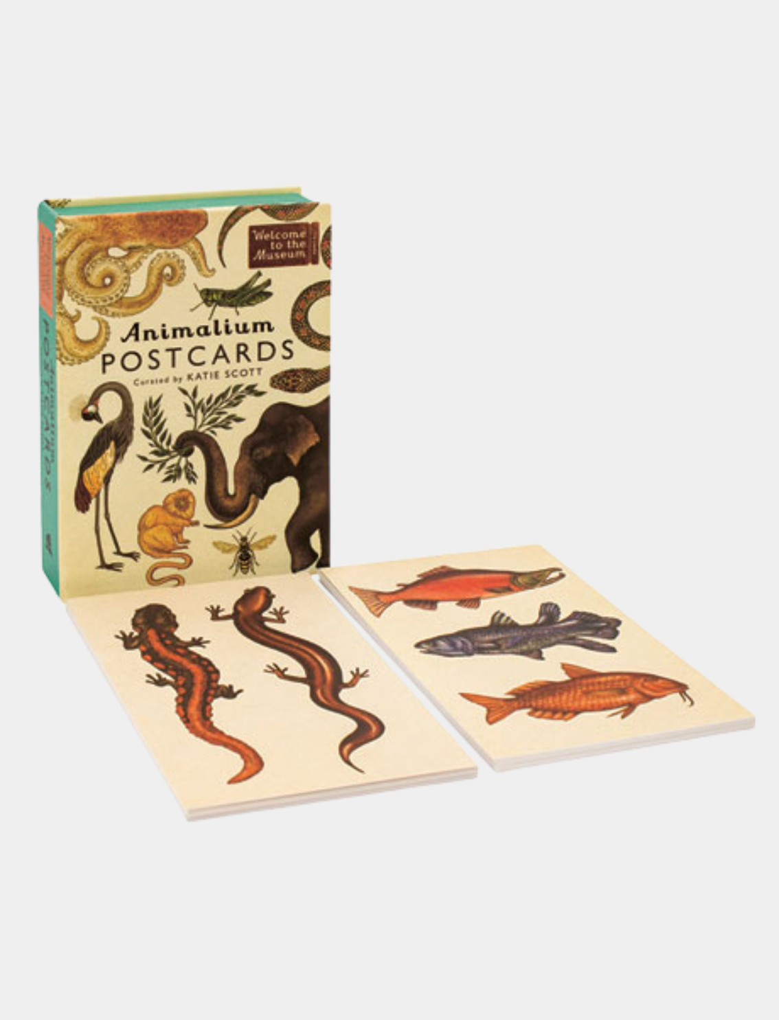 מארז גלויות Animalium