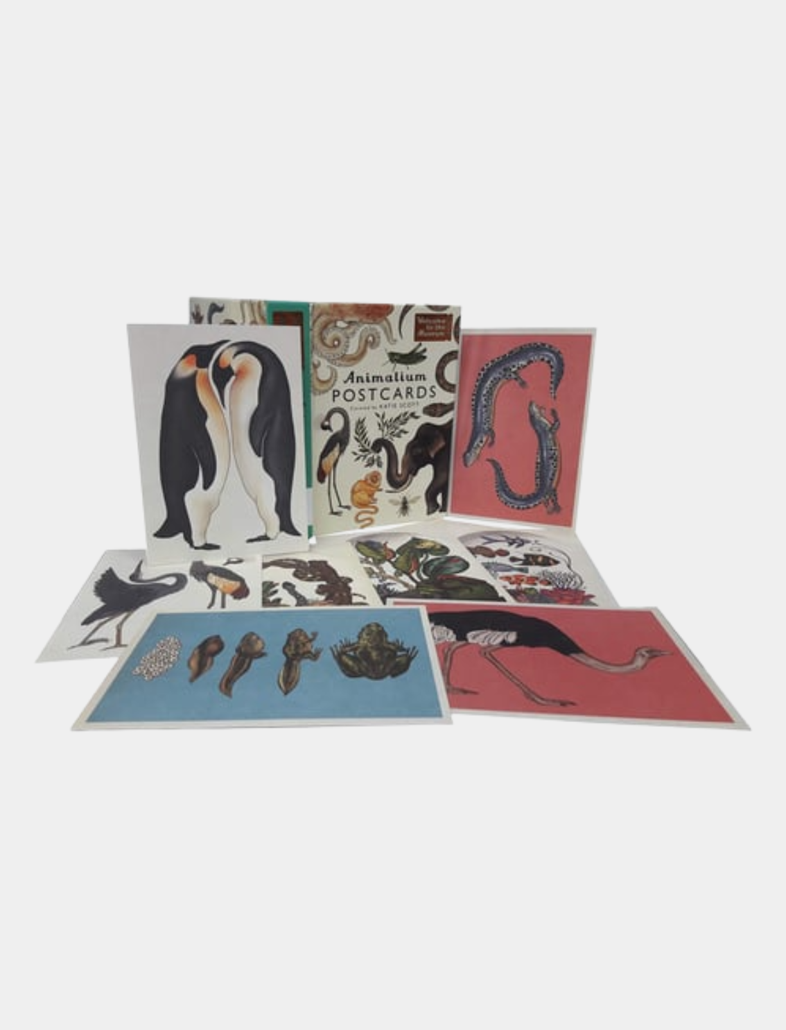 מארז גלויות Animalium