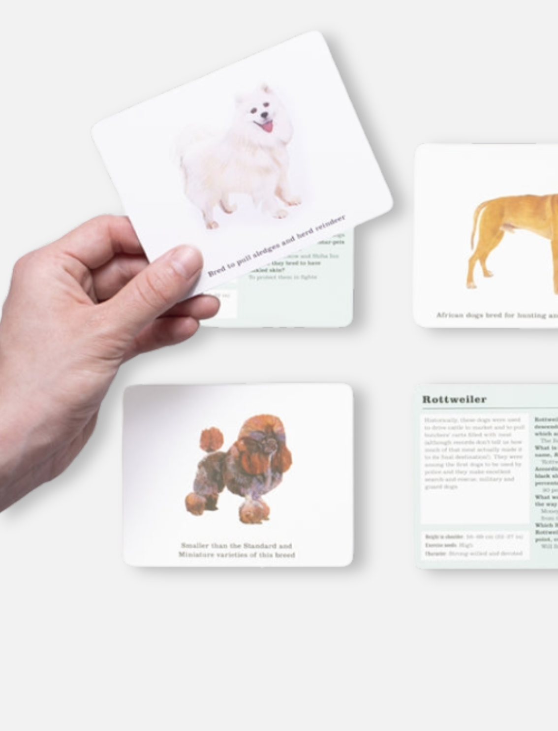 משחק קלפים Do You Know Your Dogs?