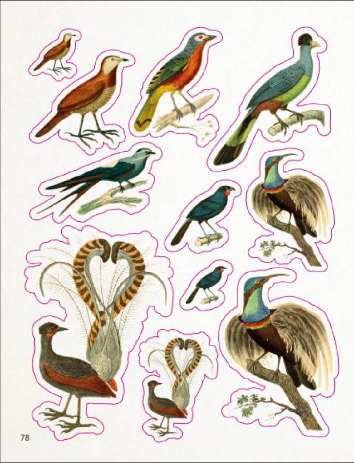 ספר מדבקות: The Bees, Birds & Butterflies Sticker Anthology