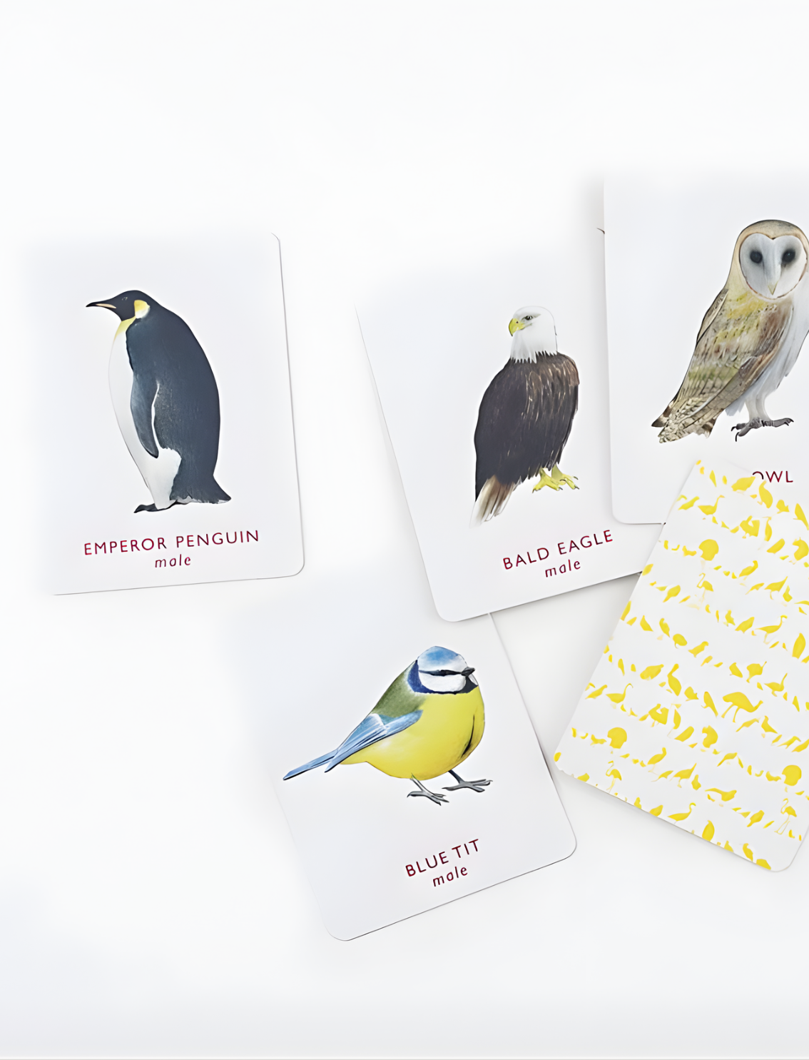 משחק זיכרון Match a Pair of Birds