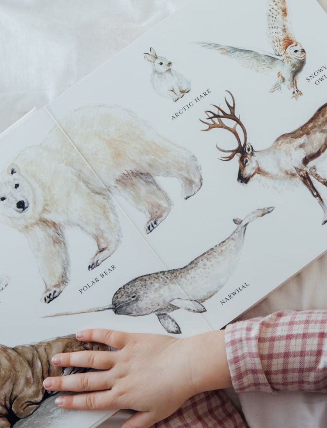 ספר קרטון Our Big Book Of Animals