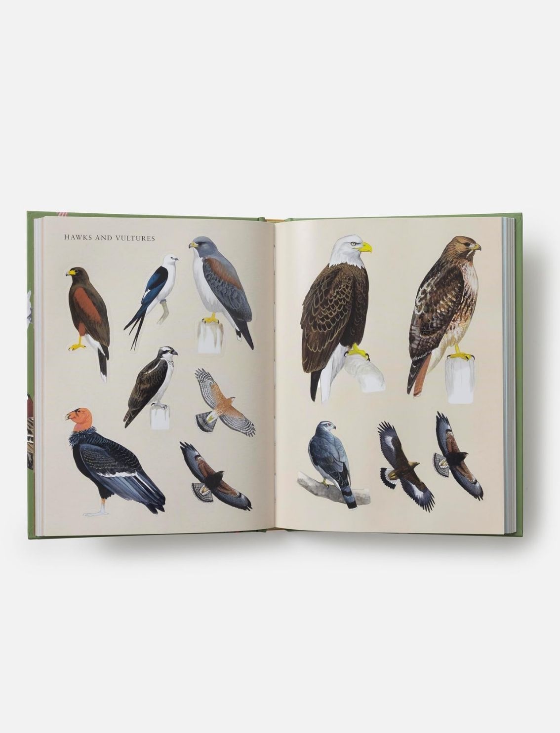 ספר מדבקות Sibley Birding