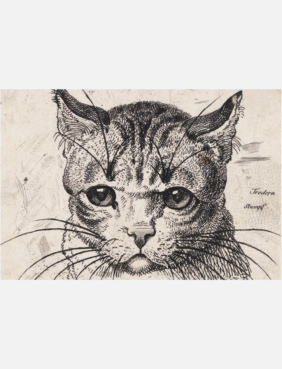 מארז 50 גלויות: Cats of the V&A