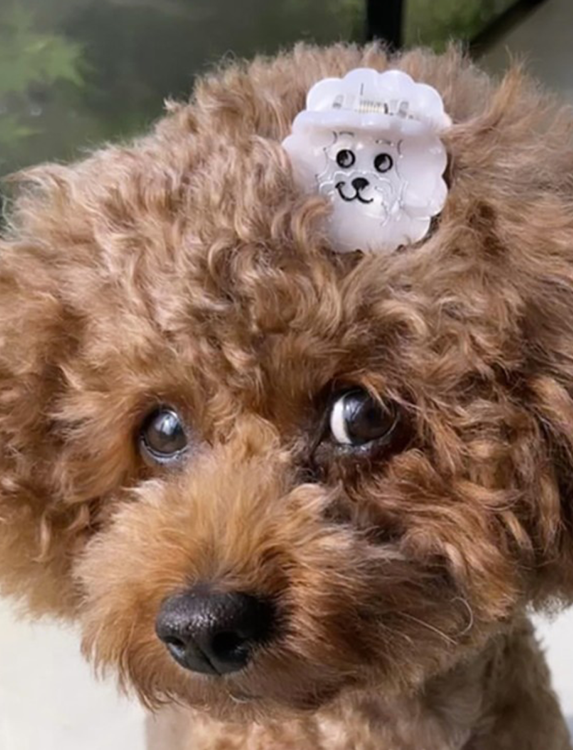 מיני קליפס לשיער Bichon