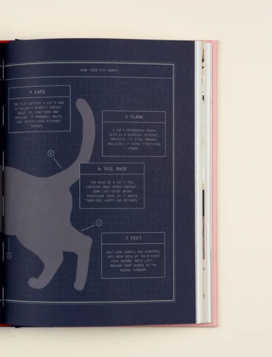 ספר Felinity: An Anthology of Illustrated Cats from Around the World