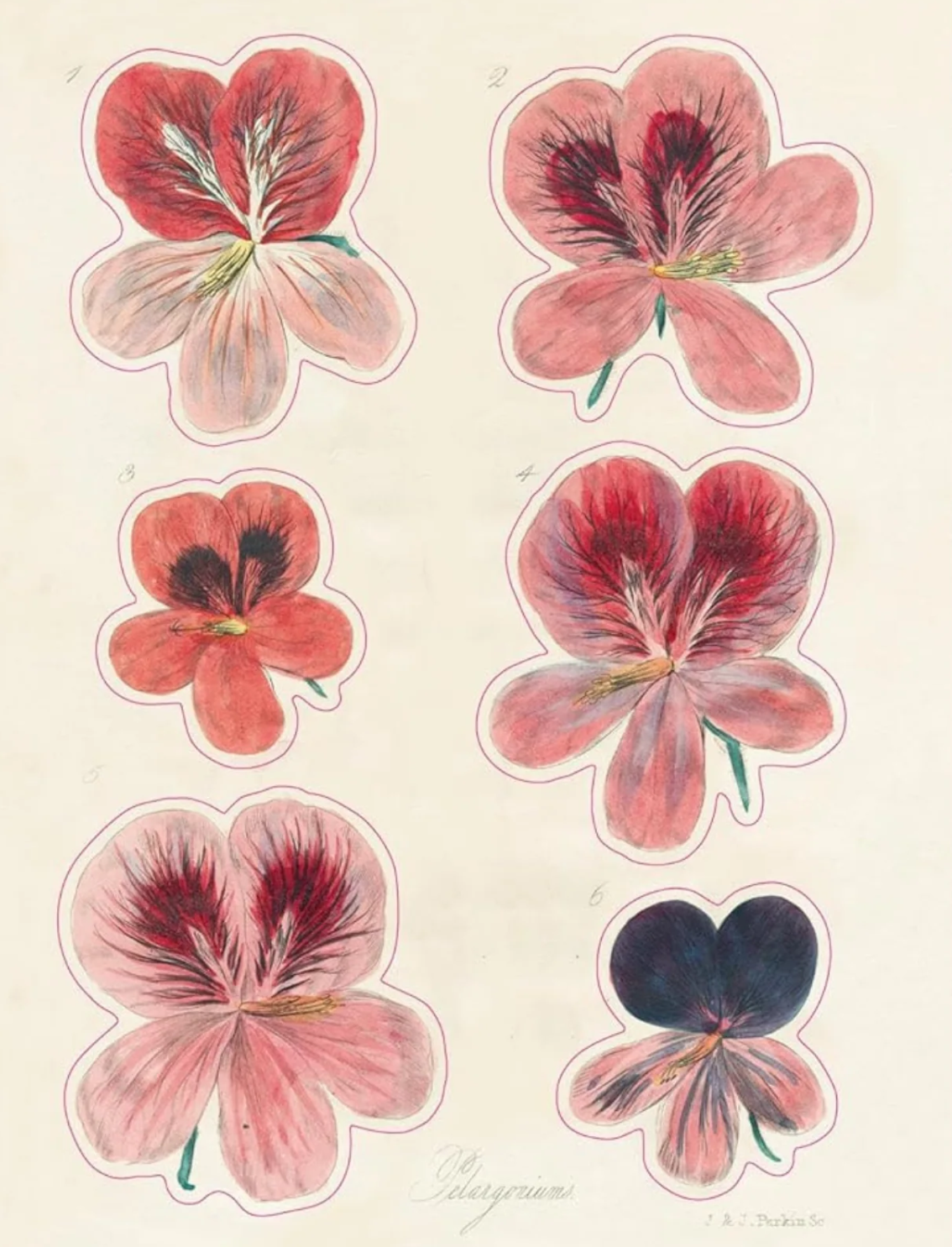 ספר מדבקות מצוירות של John Derian