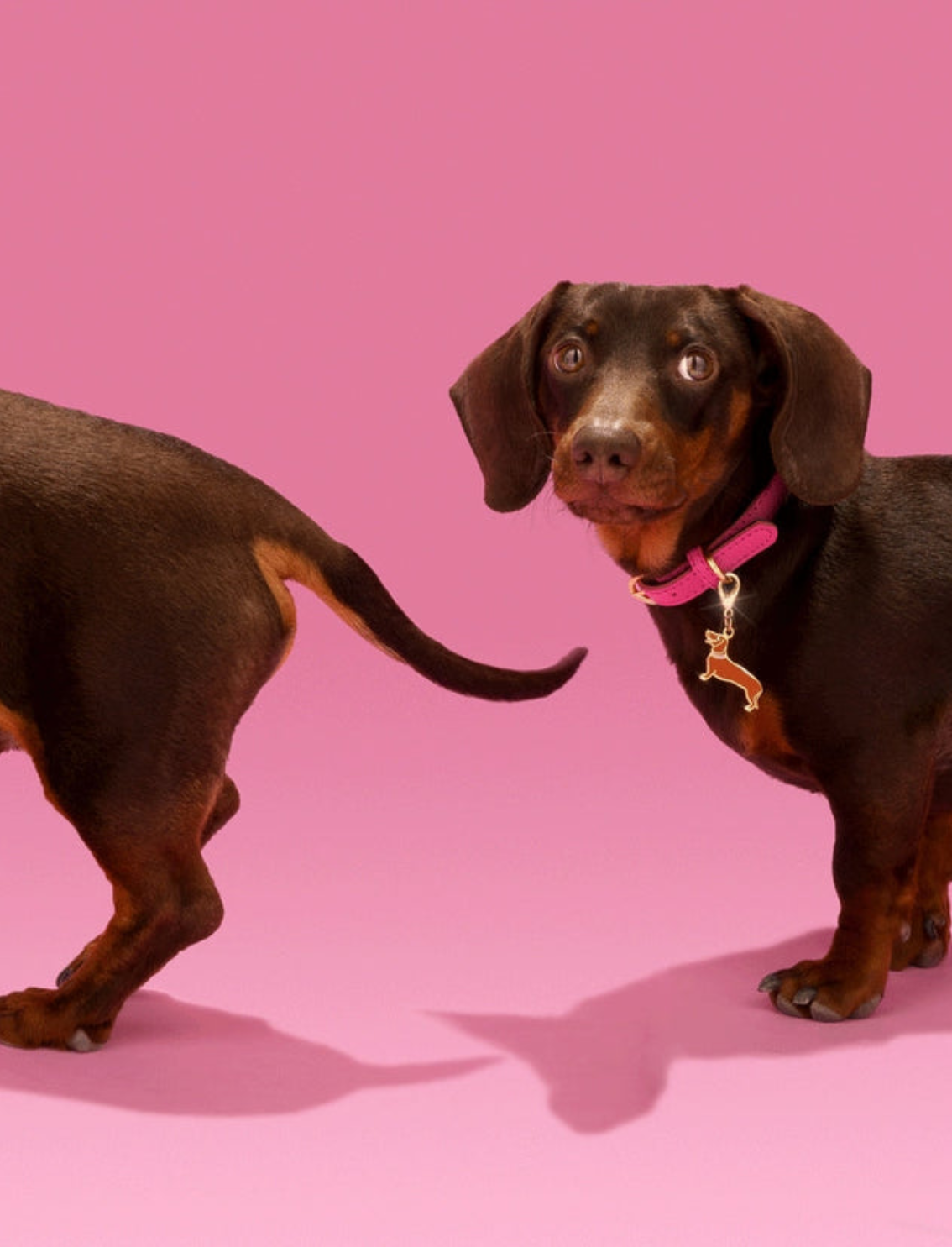 מחזיק מפתחות Dachshund