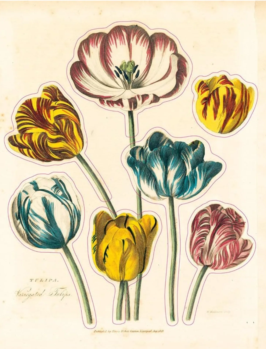 ספר מדבקות מצוירות של John Derian