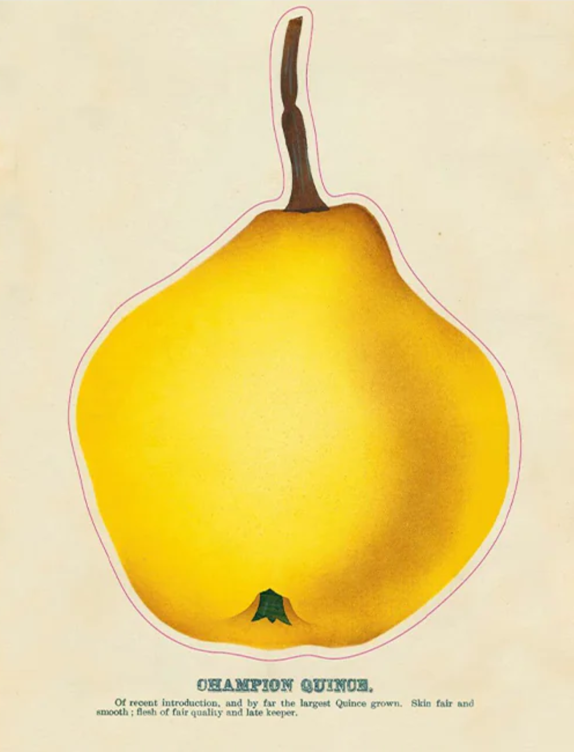 ספר מדבקות מצוירות של John Derian