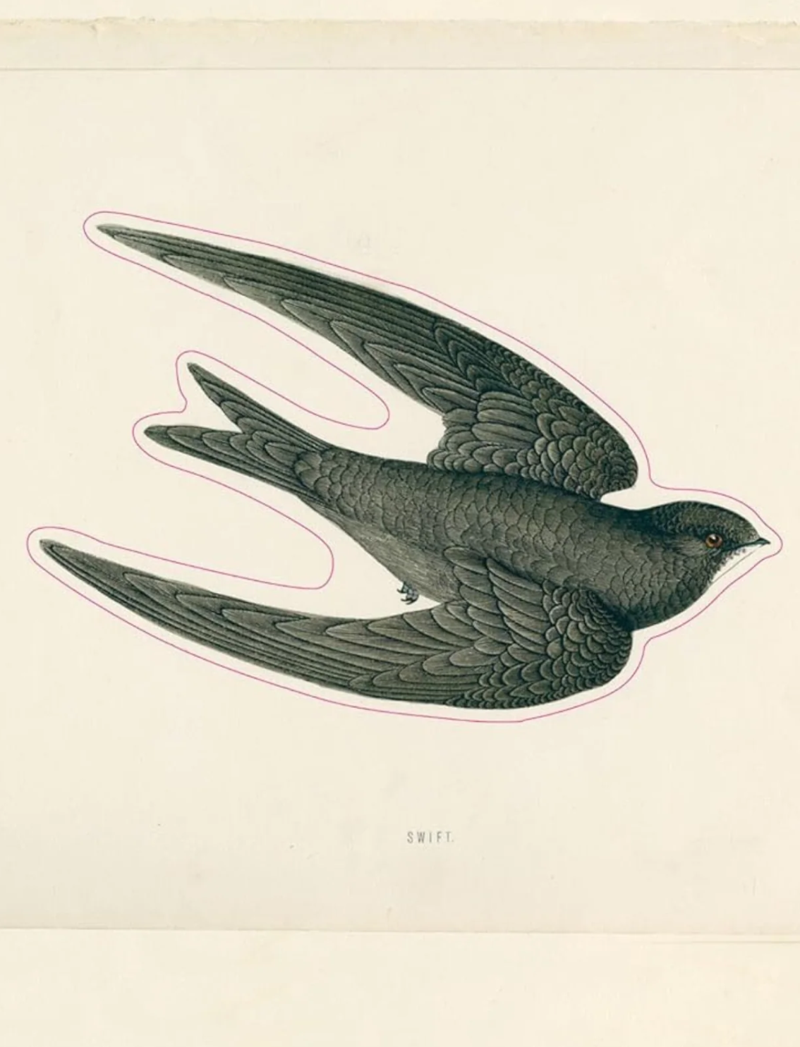 ספר מדבקות מצוירות של John Derian