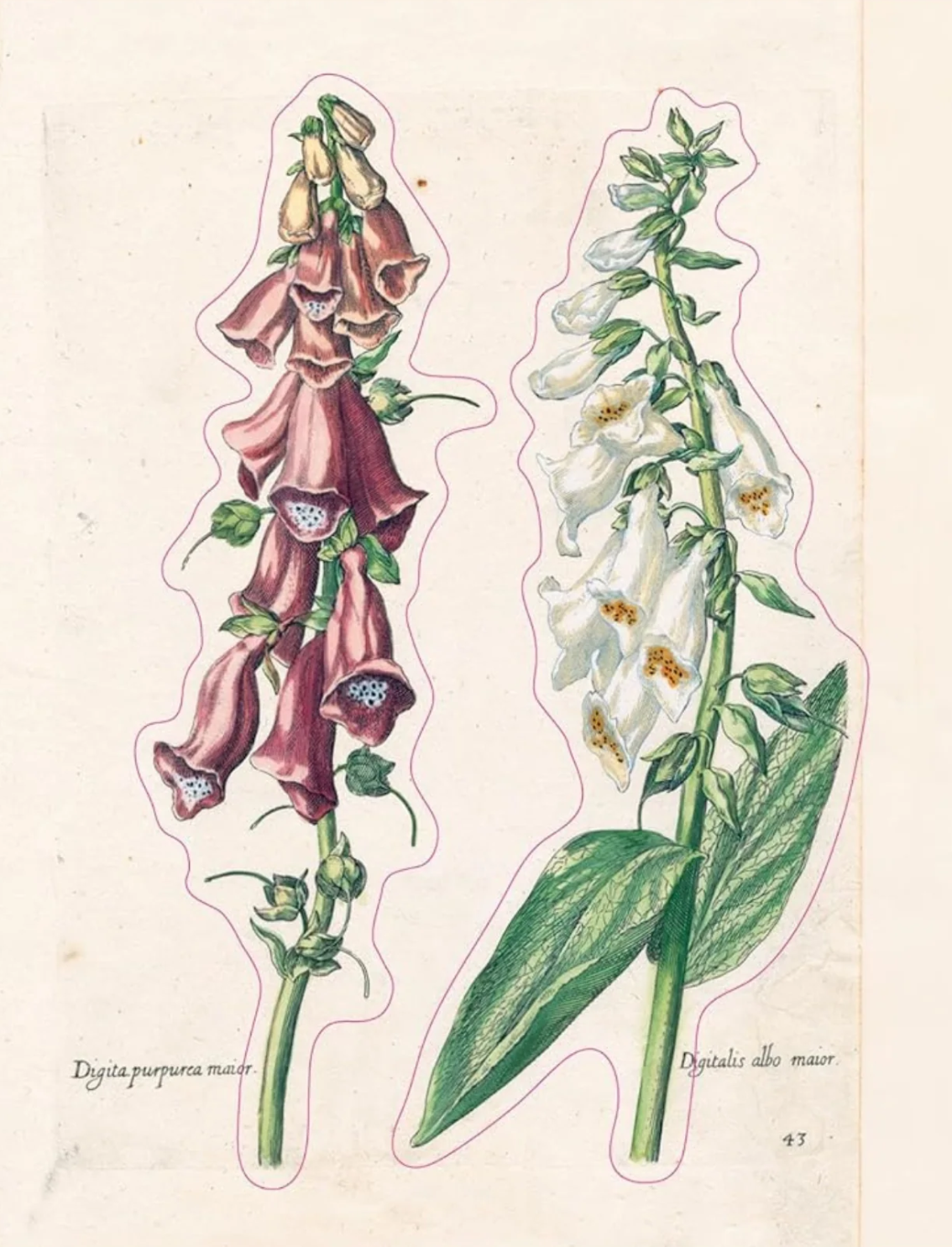 ספר מדבקות מצוירות של John Derian