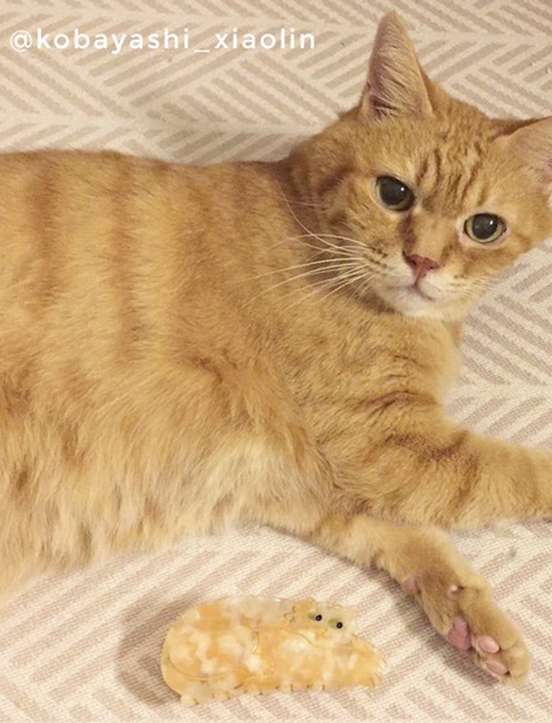 קליפס לשיער Ginger Cat