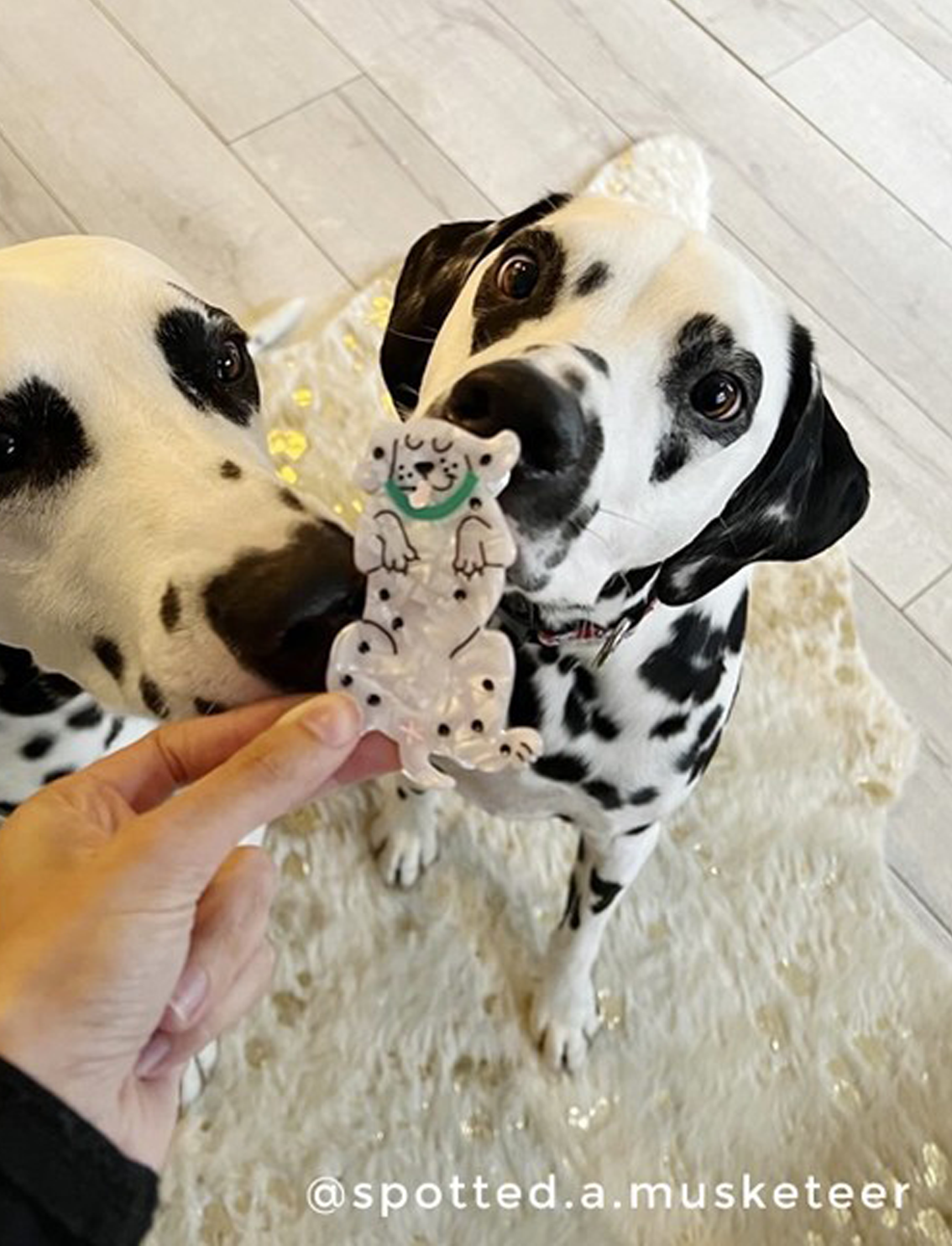 קליפס לשיער Dalmatian