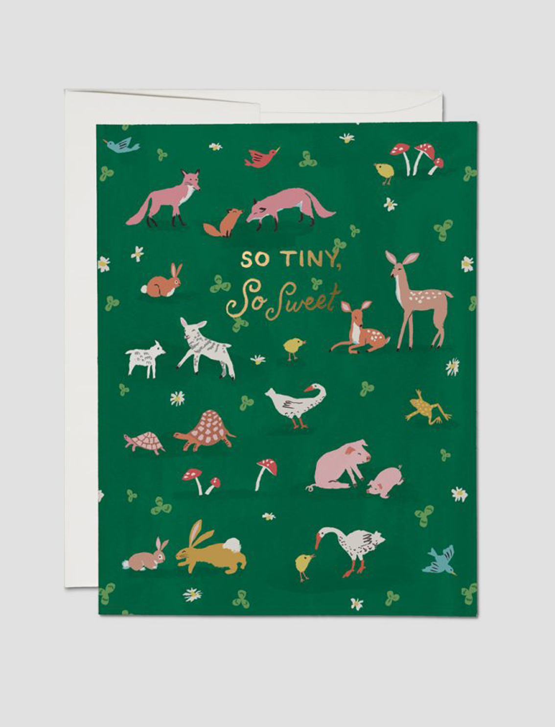 כרטיס ברכה TINY ANIMALS