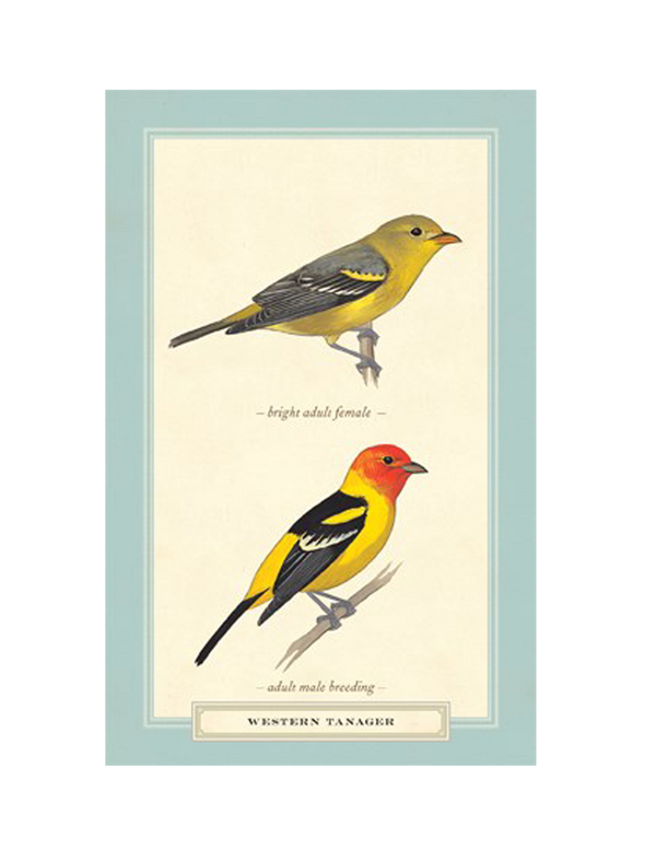 מארז 100 גלויות: Sibley Backyard Birding
