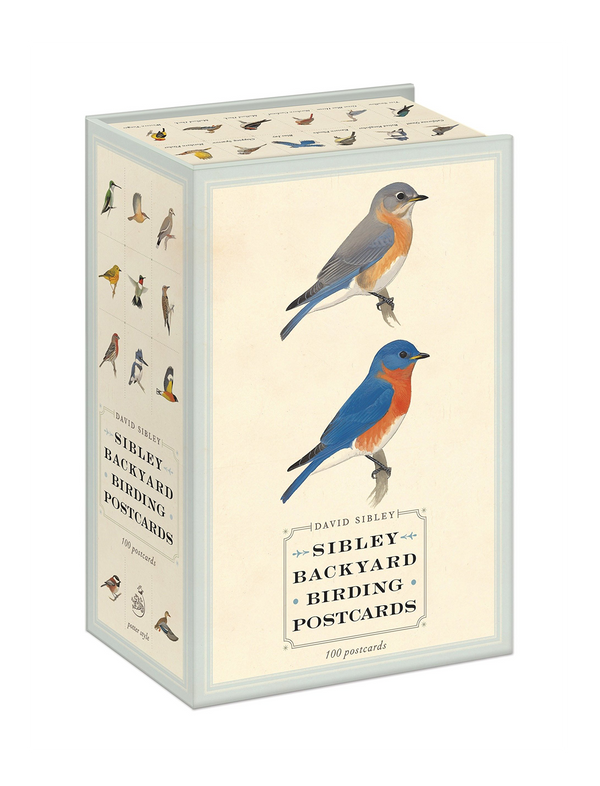 מארז 100 גלויות: Sibley Backyard Birding