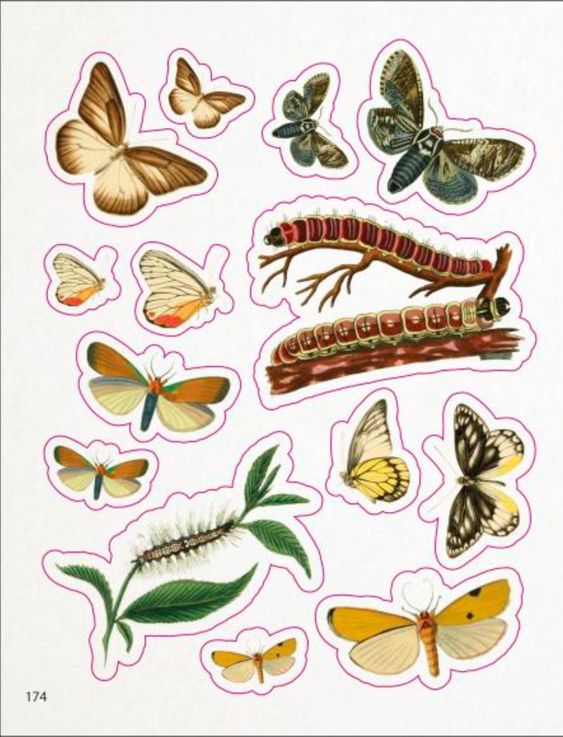 ספר מדבקות: The Bees, Birds & Butterflies Sticker Anthology