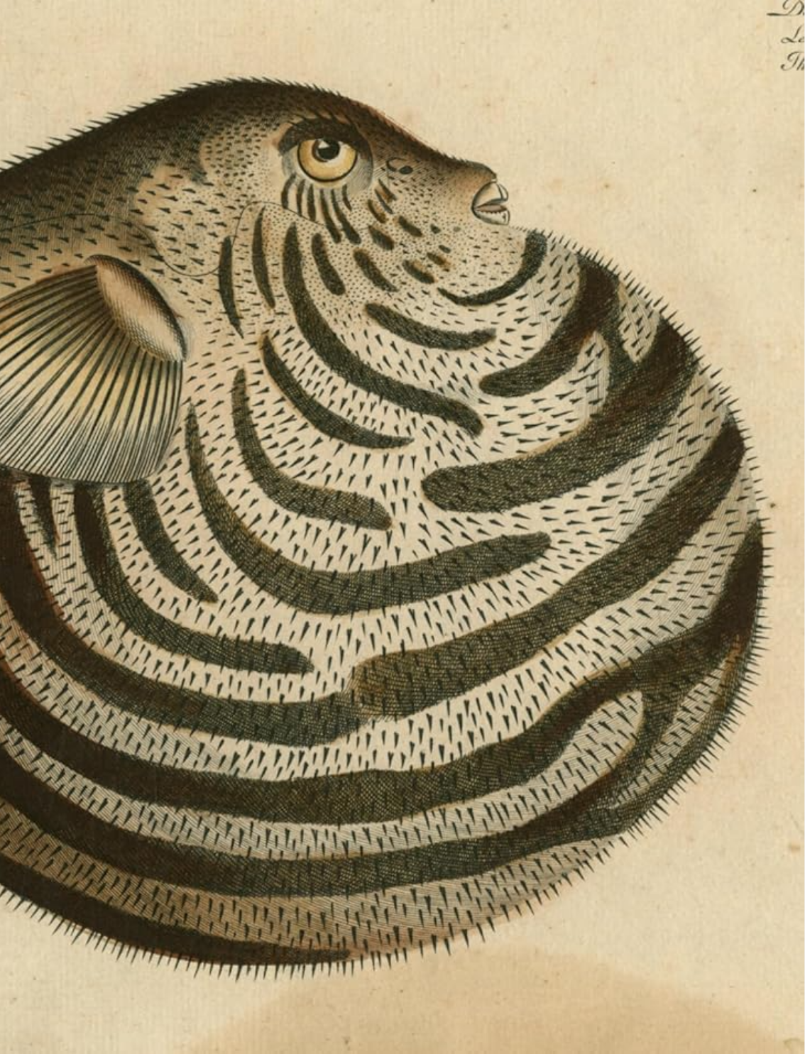 ספר מדבקות מאוירות John Derian 2