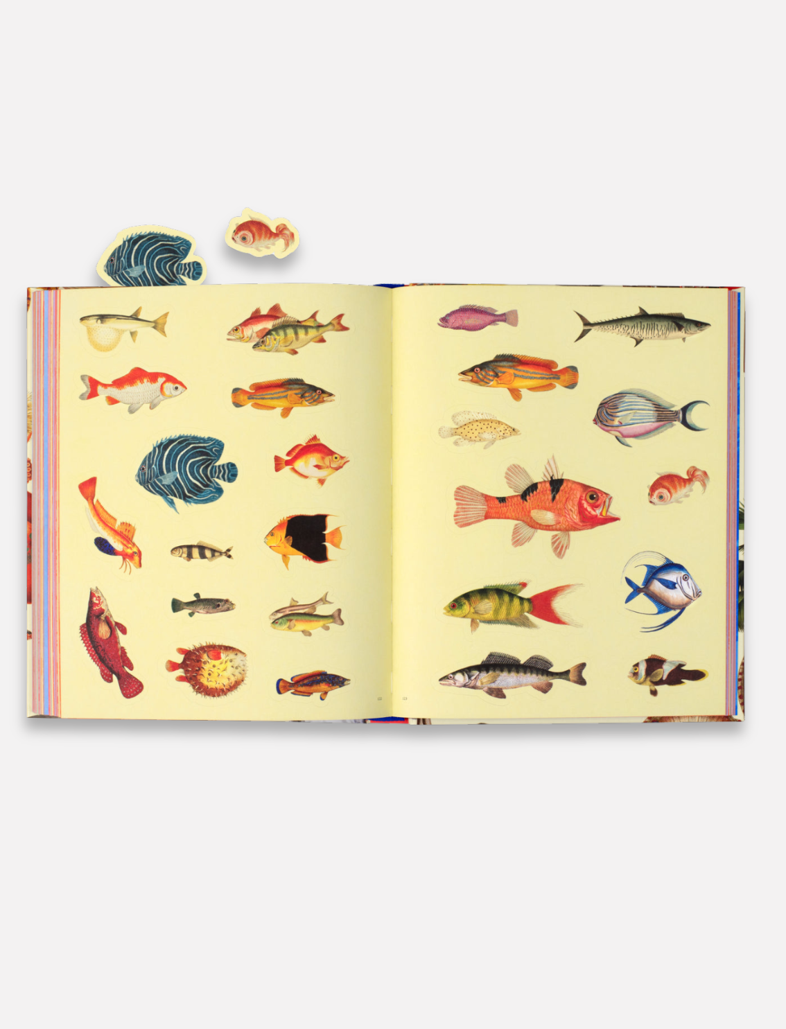 ספר מדבקות Extraordinary Things