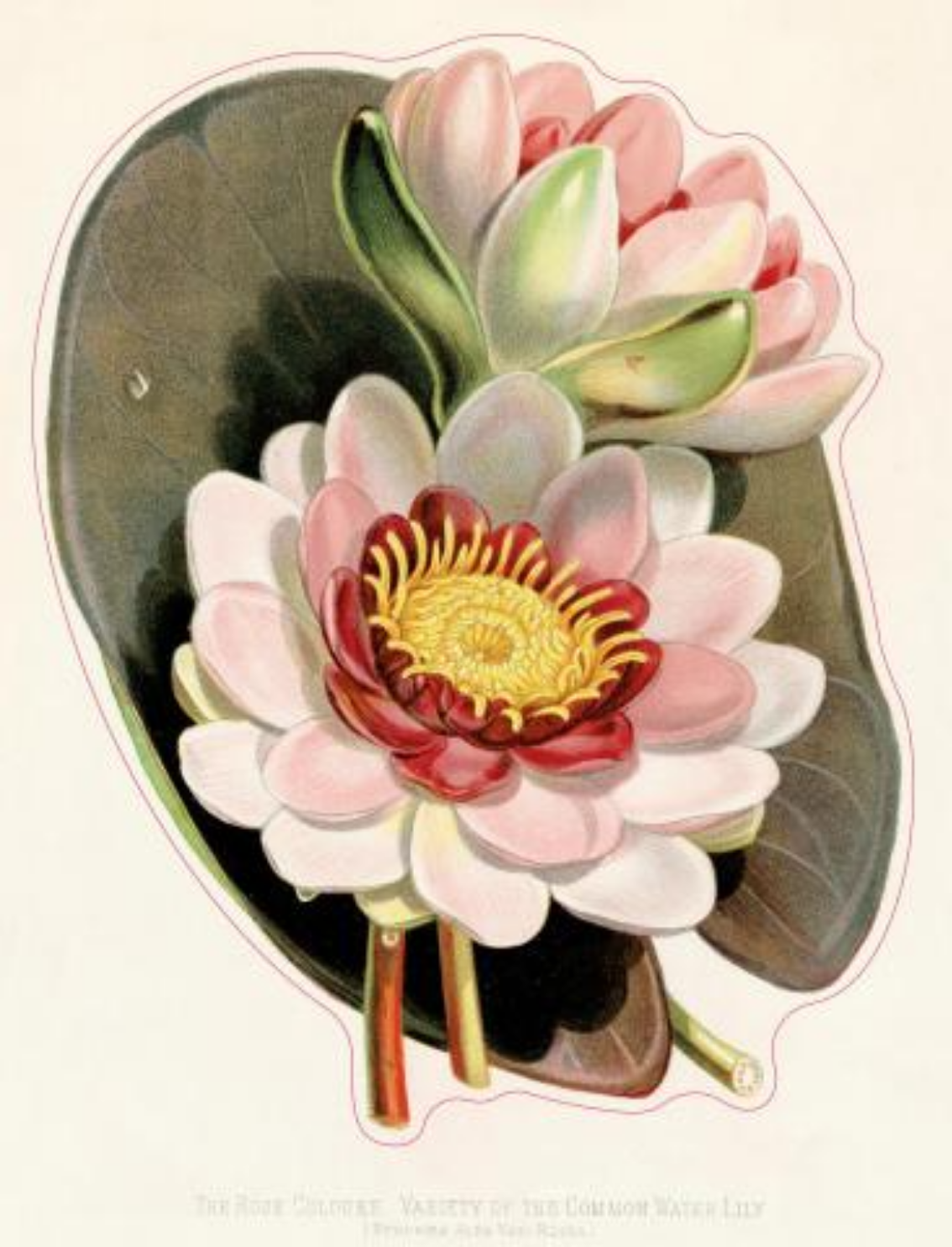 ספר מדבקות מאוירות John Derian 2