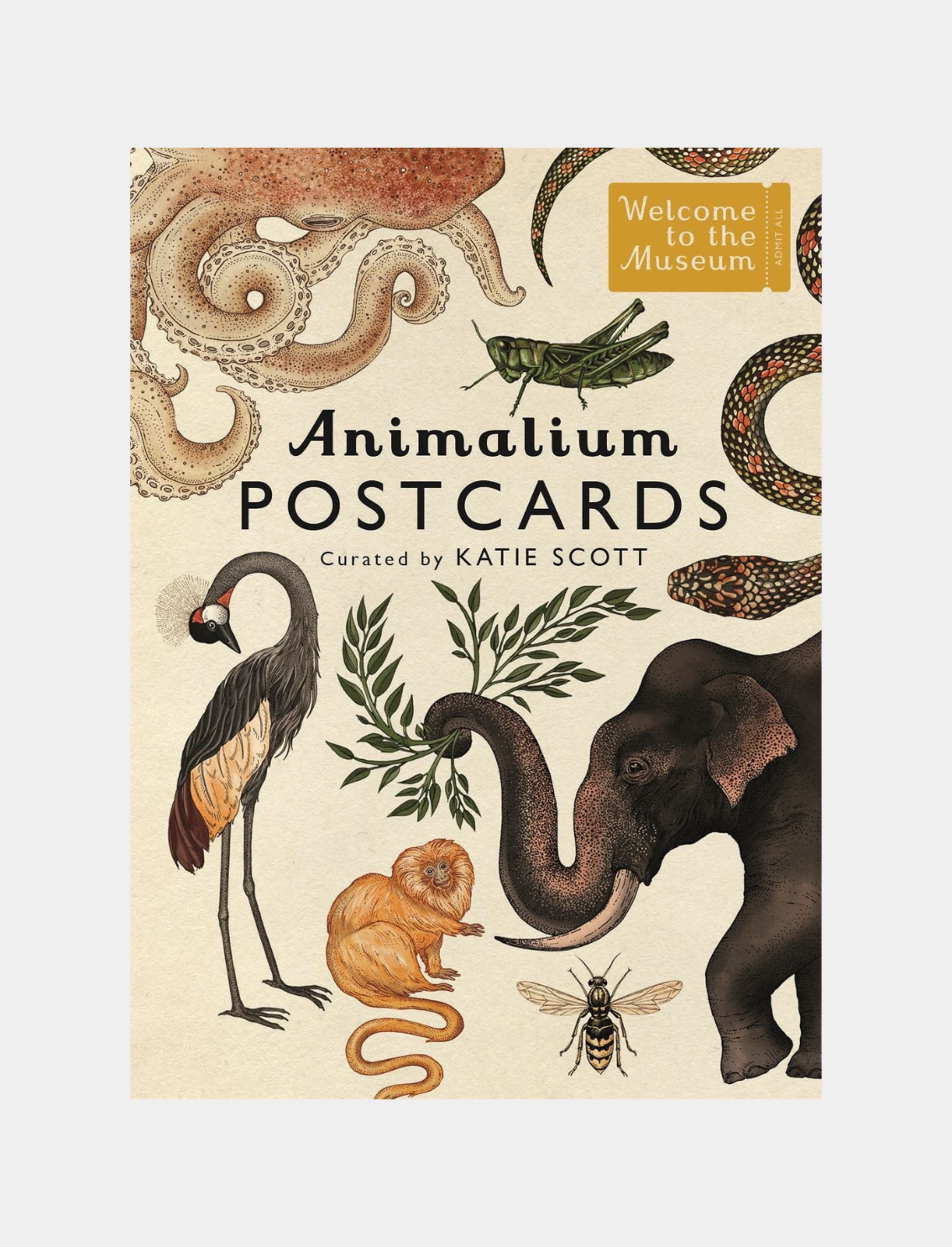 מארז גלויות Animalium