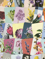מארז 50 גלויות: Floriography- The Meaning of Flowers