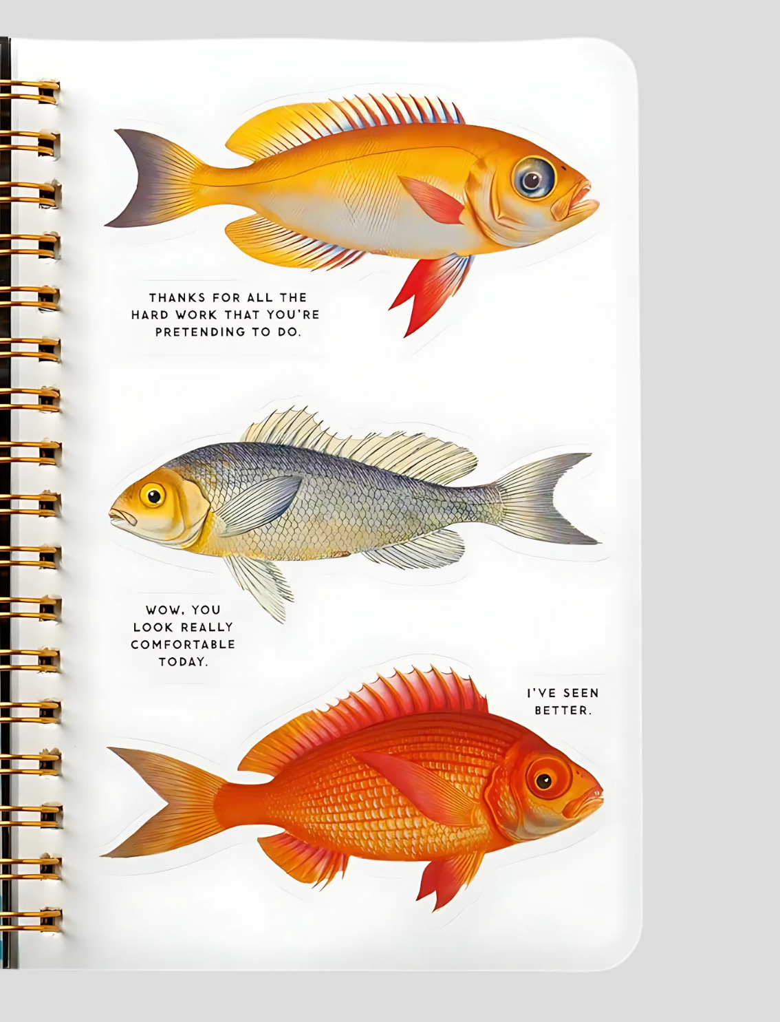 חוברת מדבקות Judgy Fish