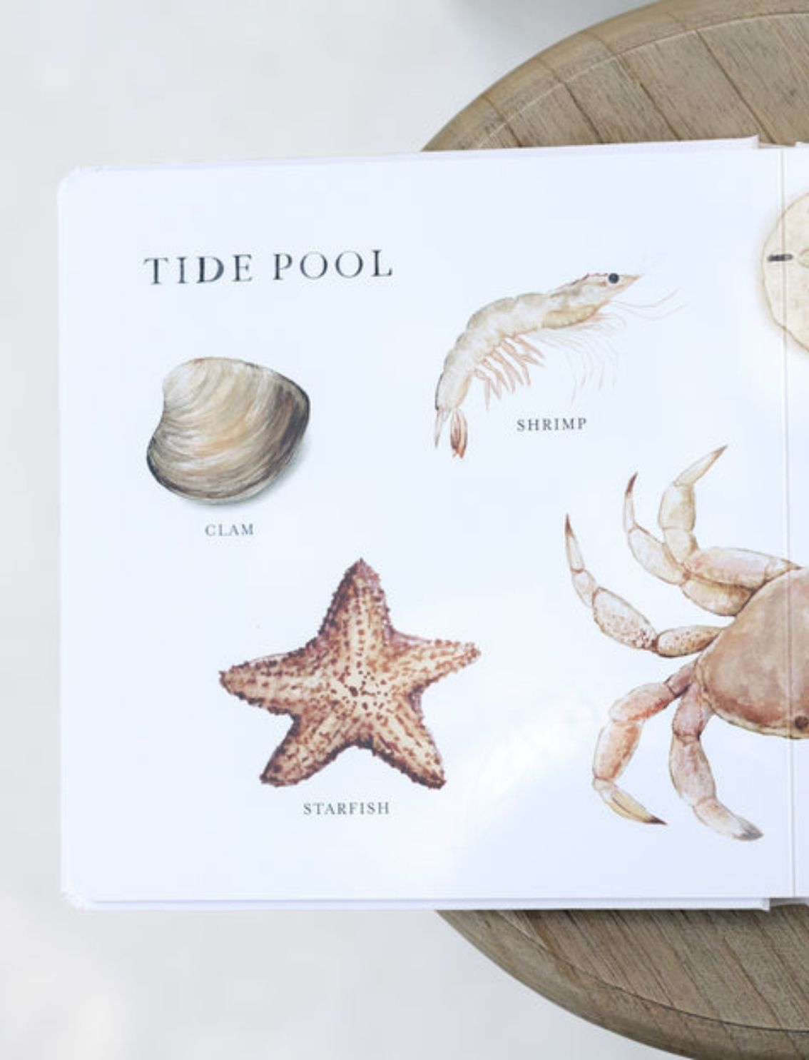 ספר קרטון Our Big Book Of Animals