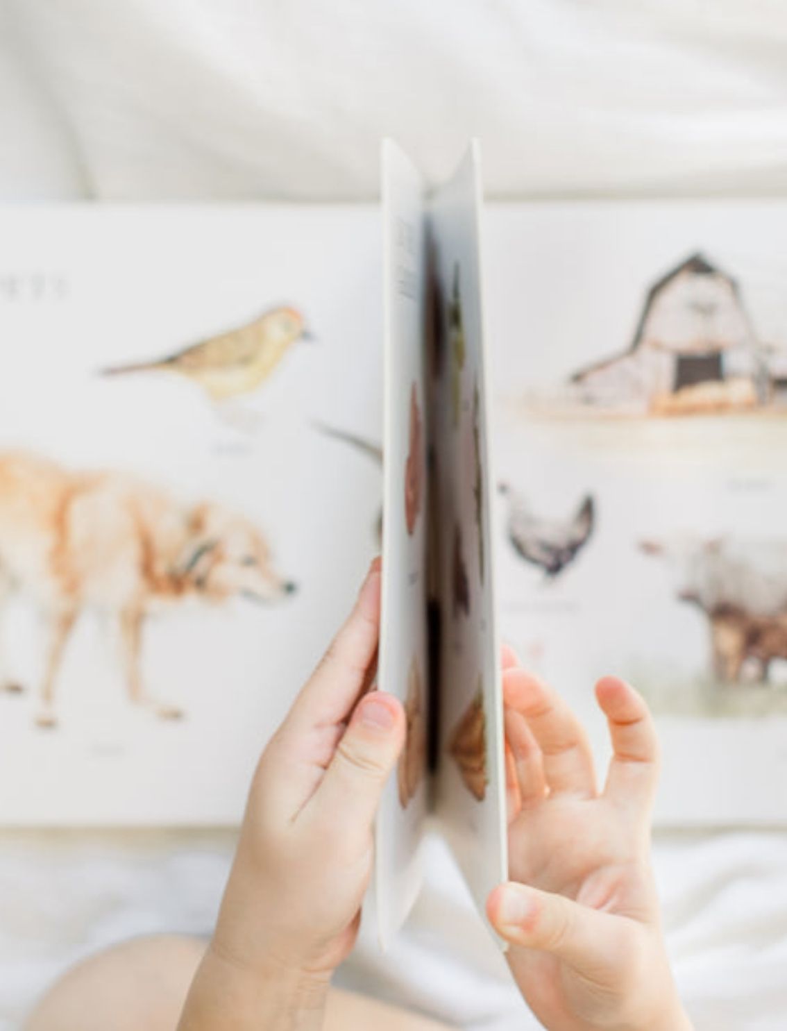 ספר קרטון Our Big Book Of Words